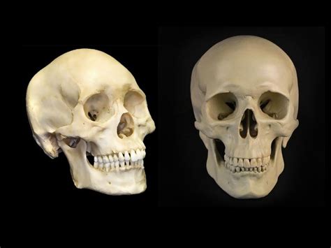 Bone basics and bone anatomy. Human Skeleton specimens - NETAJ AL- AAMAL EST.