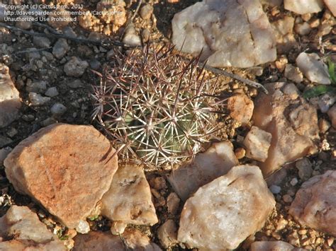 Plantfiles Pictures Acuña Cactus Sclerocactus Erectocentrus Var