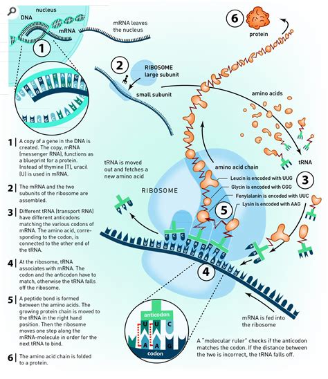 What is info that flows in one direction, form dna to rna to proteins? Translation - DNA to mRNA to Protein | Infographic ...