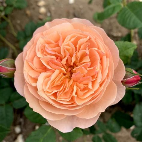 Mia Shrub Rose Quality Roses Direct From Grower