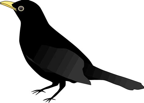 Common Blackbird Clip Art Birds Clipart Png Download 32342329