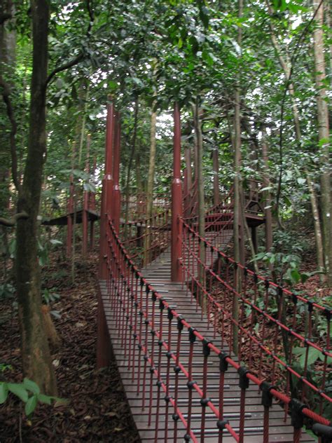 It was gazetted in 1906 and was formerly known as bucket weld forest reserve. File:Malaysia - 056 - KL - mini jungle walk in Bukit Nanas ...