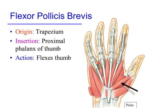 Flexor Pollicis Brevis Muscle