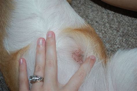 Parasitic Worms in Dogs ? Ringworm | Worms in dogs, Dog ringworm, Ringworm