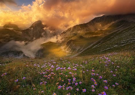 Free Download Hd Wallpaper Bed Of Purple Petaled Flowers Mountains