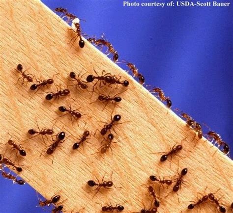 For this reason, boric acid should be added to the cornmeal. Get Rid of Ants with cornmeal. Put small piles of cornmeal ...
