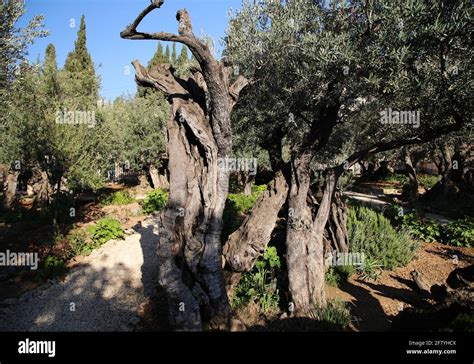 The Garden Of Gethsemane In Jerusalem Stock Photo Alamy