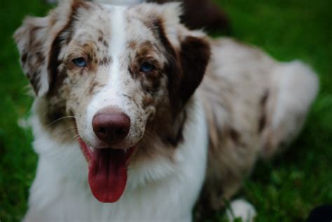 Australian Shepherd By Amberaanensen On Deviantart