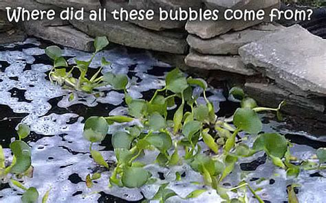 Get in touch with our team to arrange a visit to architectural plants. How to cure Pond Froth and Foam - Water Gardening Direct