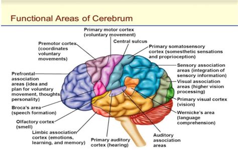 Functional Areas Of The Cerebellum