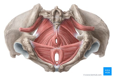 Understanding Pelvic Floor Muscle Spasms What Do They Feel Like