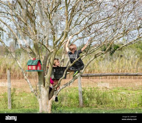 Zwei Kinder Die In Einem Baum Spielen Klettern Auf Den Baum Im Baum Hängt Ein Vogelhaus