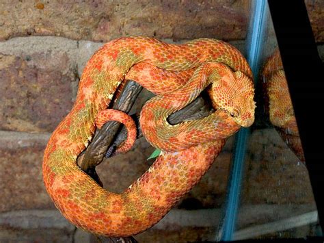 Maybe you would like to learn more about one of these? Other Reptiles - ACReptiles.com