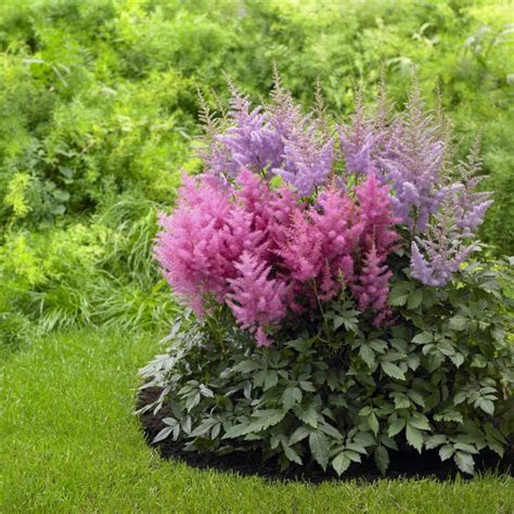 Search for perennial flowers for sun at inforightnow.com! Perennial Flowers for Shade Gardens | HGTV