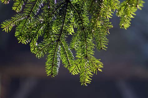 Free Images Nature Forest Branch Sunlight Leaf Flower Green