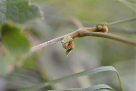 We did not find results for: Clematis buchananiana - efloraofindia