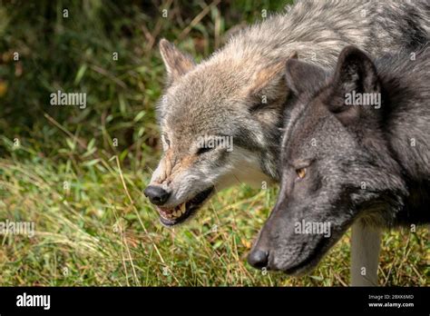 Snarling Gray Wolf Hi Res Stock Photography And Images Alamy