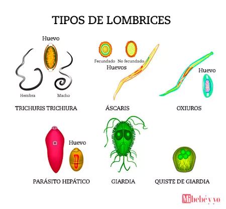 Oxiuros En Heces Tratamiento Oxiuros En Heces Tratamiento Hot Sex Picture