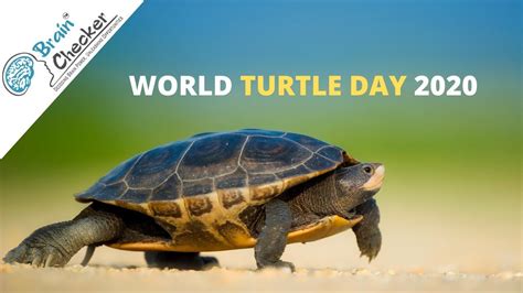 World Turtle Day 2020 World Turtle Day 2020 Save The Turtles In