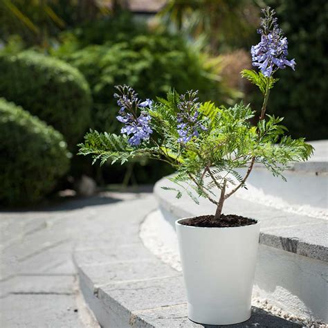However, now you can enjoy blooms from plants. Jacaranda - Bonsai blue - Dwarf Plant | Suttons