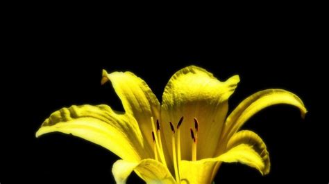 Daylily Yellow Flower Free Image Download