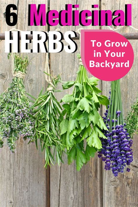 6 Medicinal Herbs To Grow In Your Backyard Homesteading Where You Are