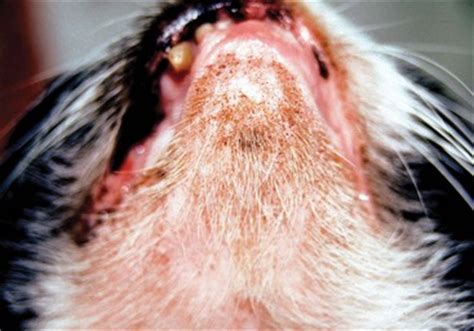 Pemphigus foliaceus is an autoimmune disease whereby antibodies produced by an animal's own immune system attack the bridges that hold skin cells together. Keratinization and Seborrheic Disorders | Veterian Key