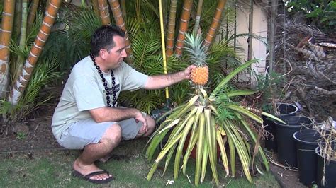 Episode 7 Growing Your Own Pineapple Youtube