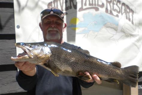 Eid also operates a silver lake west campground located adjacent to the lake. Silver Lake Fish Report - June Lake, CA (Mono County)