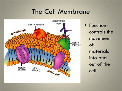 Organelles of the endomembrane system: PPT - Cell Organelles and Their Functions PowerPoint ...