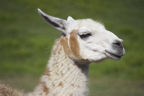 Brown And White Llama Stock Photo Image Of Green Camelid 49622996