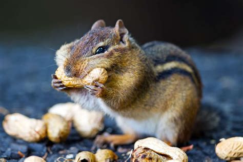 Chipmunk Cheeks What You Need To Know Outdoor Pests