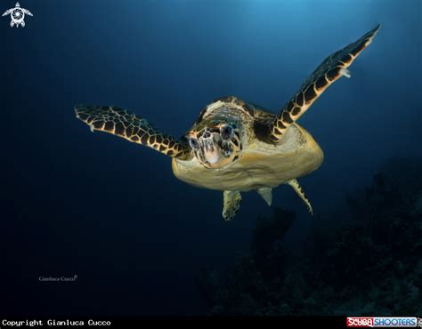 Hawksbill sea turtle (eretmochelys imbricata). Hawksbill Turtle in Ras Mohamed - Egypt | Turtle, Sony camera, Egypt