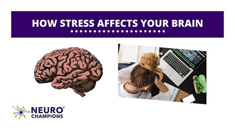 How Stress Affects Your Brain Neuro Champions Youtube