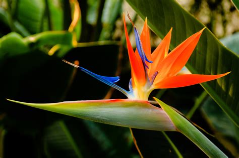 «ho sempre creduto che la vita fosse disporre sul tavolo, nel miglior modo possibile, le carte che ti sei trovato in mano. 10 Semi freschi Strelitzia reginae Uccello del Paradiso ...