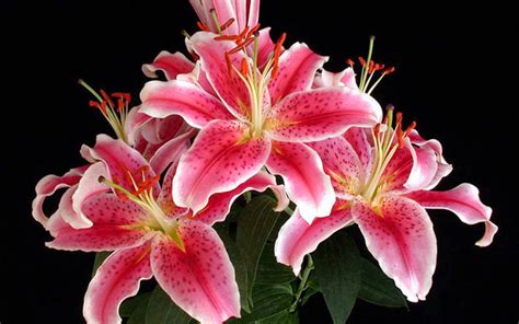 Agatha y Valentina: Clases de Lirios