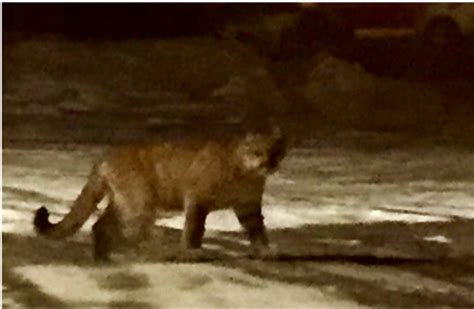 Mother And Trio Of Cougar Cubs Put Down In Penticton Bc Cbc News