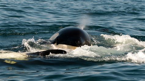 Wildlife Photography Capturing Southern Resident Killer Whales