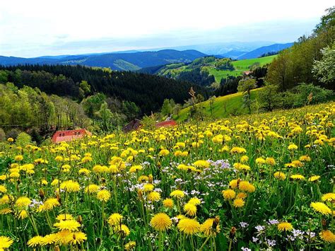 3840x2160px 4k Free Download Flowers In Black Forest Pretty