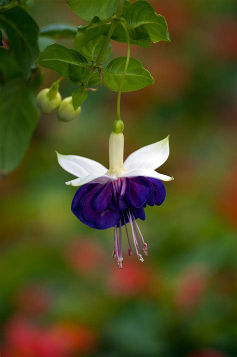 Gambar Alam Mekar Menanam Daun Bunga Hijau Botani Flora Rumah