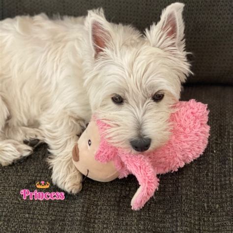 West Highland Terrier Mix Dog Breed The Cutest West Highland Terrier