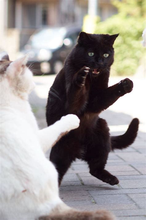 Photographer And Cat Lover Collates Of The Funniest Dancing Cat Pics Artfido