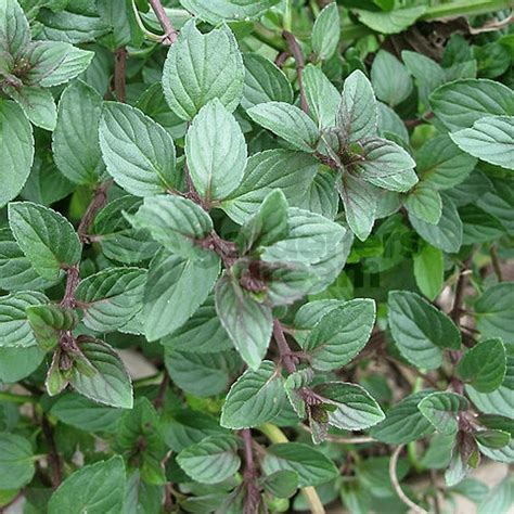 Mint Chocloate 1 Plant Garden Kitchen Herb For Cooking