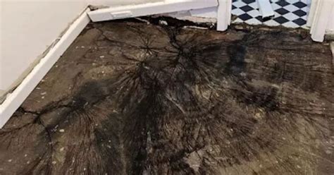 Woman Lifting Up Old Floorboards Left Terrified At Nightmarish Discovery Beneath Daily Star