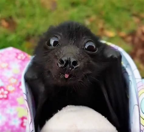 the cutest bat contest here are the winners