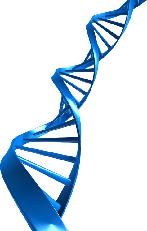 Dna Clipart Png Dna Structure Clipart Clipart Transparent Background