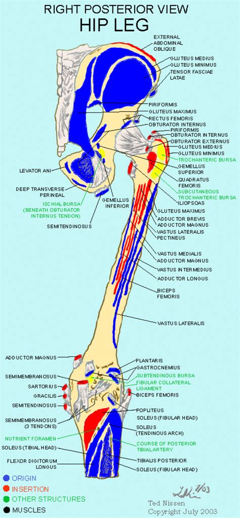Low back pain, sciatica, sacroiliac joint dysfunction. Muscle Bone Attachments