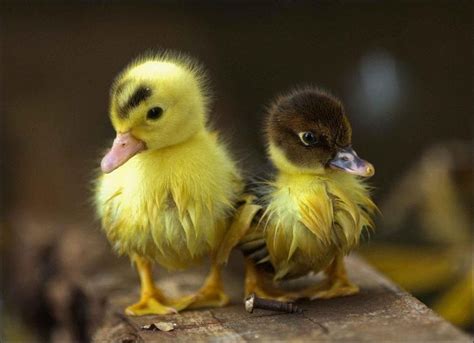 30 Extremely Adorable Baby Animals 30 Pics Amazing Creatures