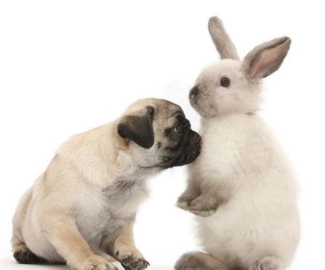 Pug And Bunny Pug Puppies Pugs Animals Images Cute Animals Fawn Pug