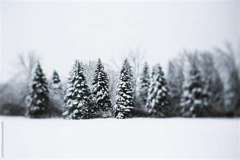 A Row Of Tall Pine Trees Covered With Snow On A Cold Winter Day By